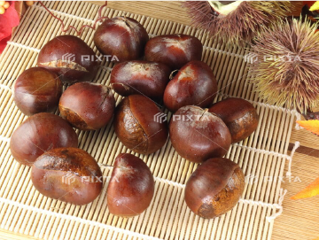 実は栗も愛媛の特産なんです！